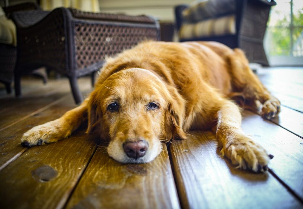 cuidados com cães idosos