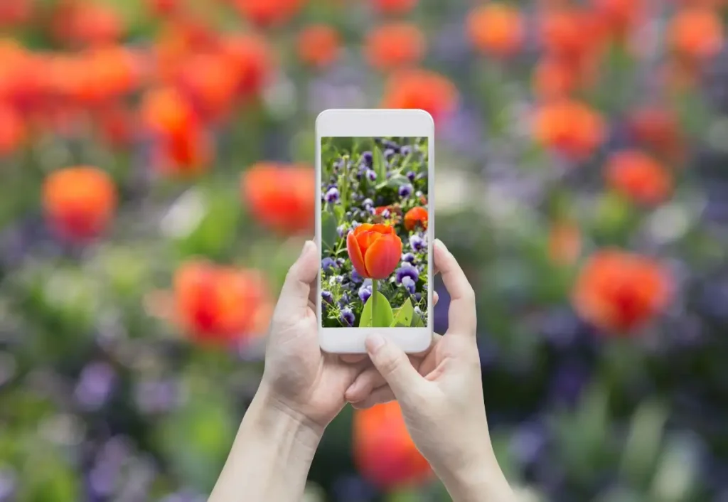 mulher tirando foto de um campo de flores