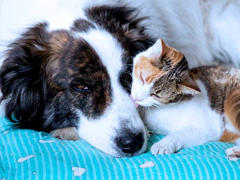 Cachorro deitado com gato acariciando ao lado