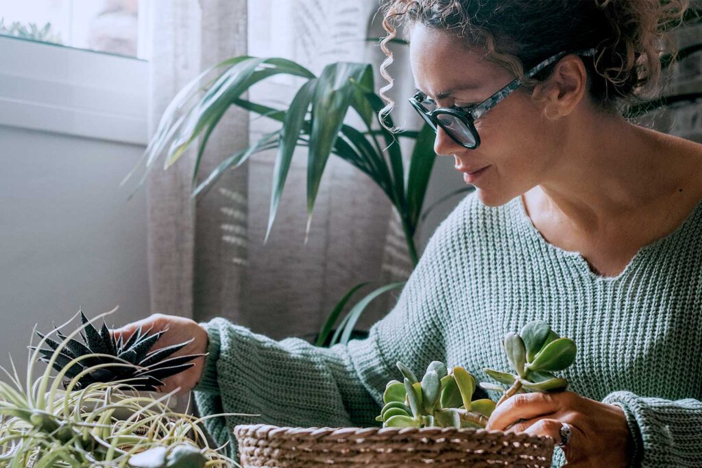 Mulher cuidando de suculentas em casa