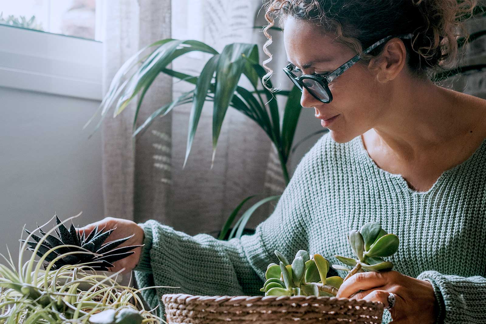 Mulher cuidando de suculentas em casa