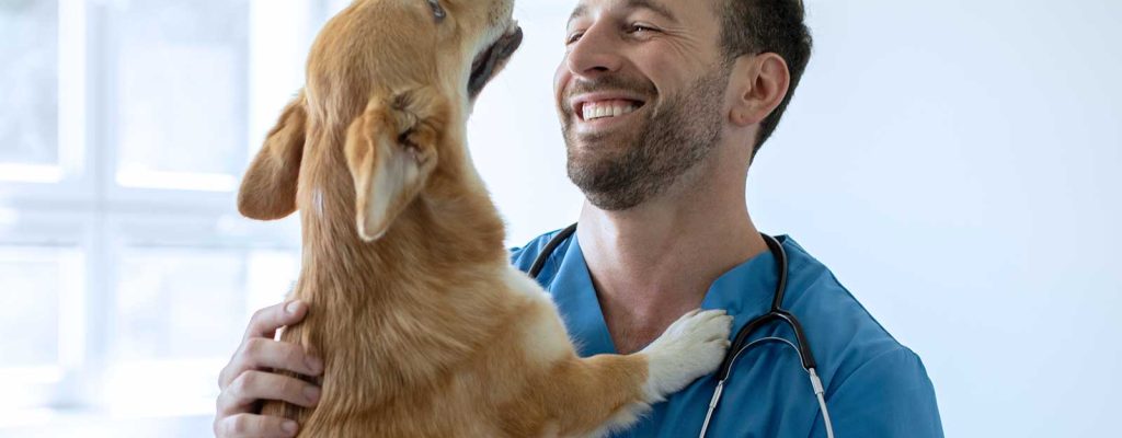 Um veterinário sorridente segura um cachorro corgi marrom claro nos braços, ambos se olhando com afeto.