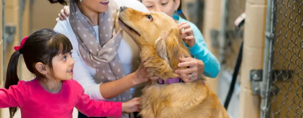 adoção responsável de animais