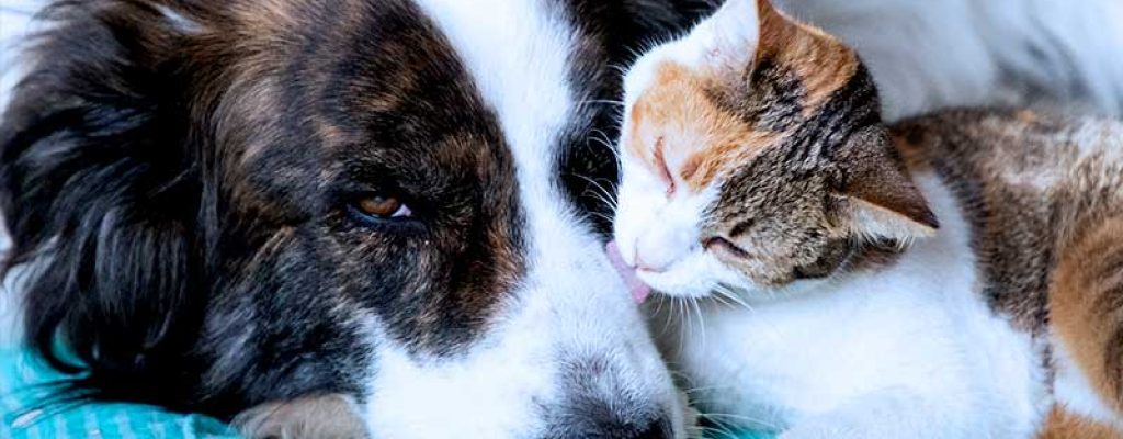 Cachorro deitado com gato acariciando ao lado