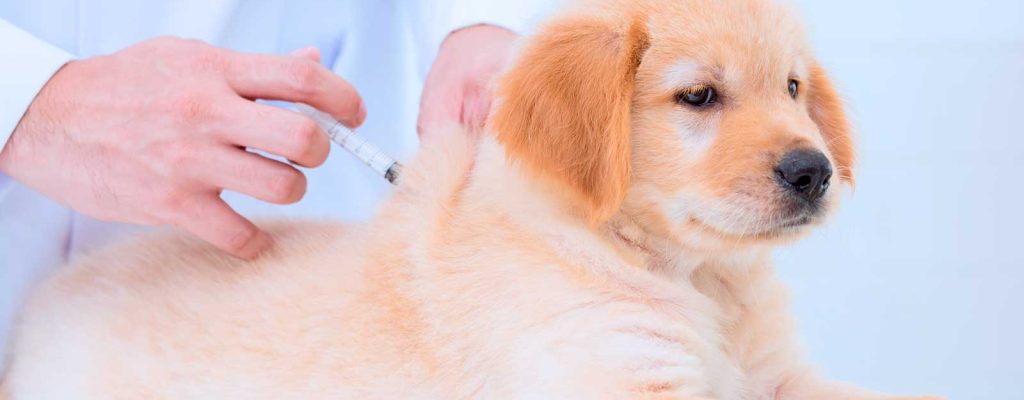 Cachorro sendo vacinado em uma clínica.