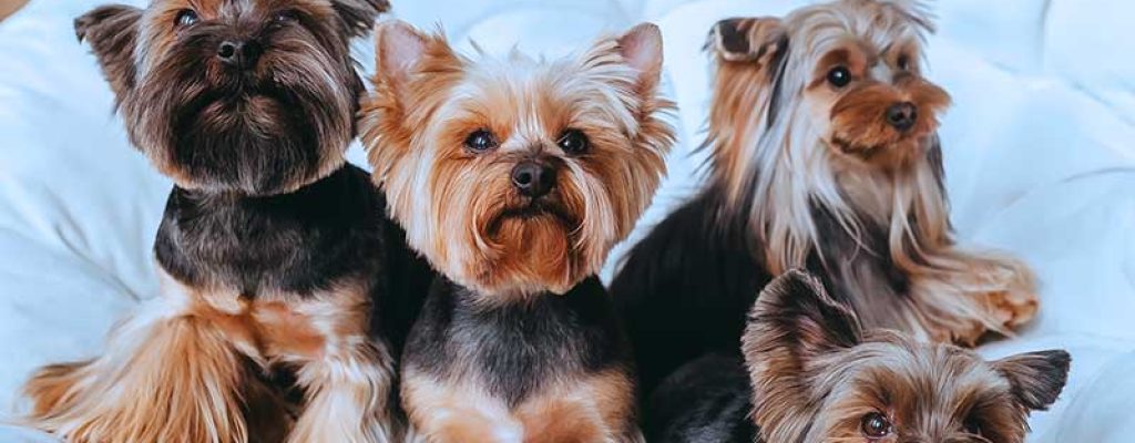 Cães yorkshire deitados em uma cama fofa.