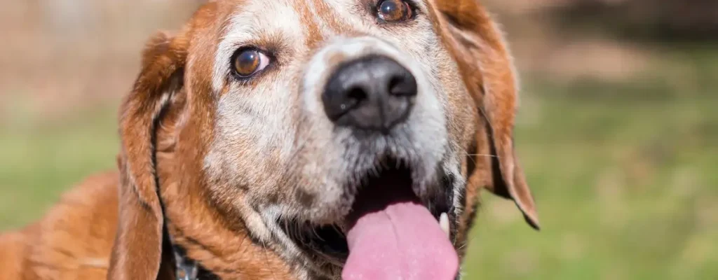 cuidados com cães idosos